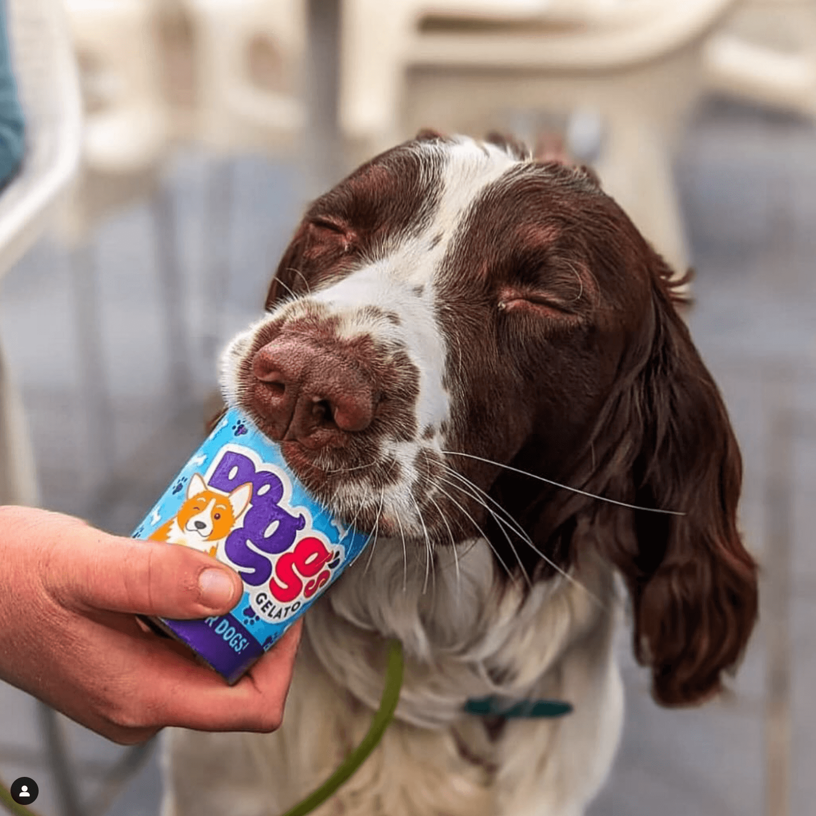 dog (1).png