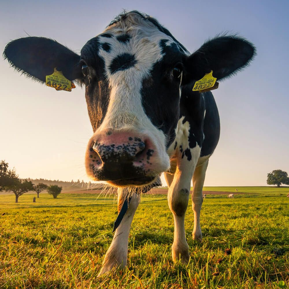 cow-farm.jpg